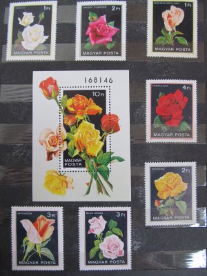 Trandafiri , serie si colita , 1982 , nestampilata